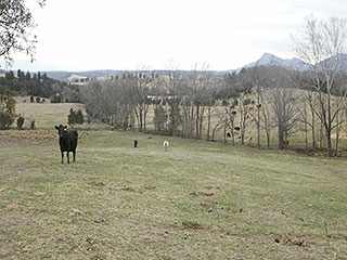 BRING YOUR HORSES. CATTLE NOW GRAZING IN FIELDS