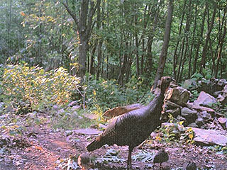 FEEL THE OUTDOORS W/ DEER AND WILD TURKEY