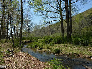 GENTLE WOODS WITH STREAM FLOWING INTO LAKE