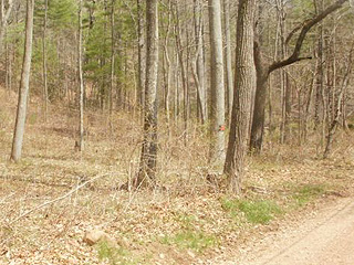 HIKE WITH YOUR DOG THRU WOODS OF EARLY SETTLERS