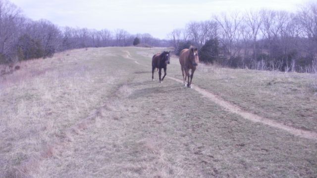 HORSES GRAZING IN GREEN FIELD