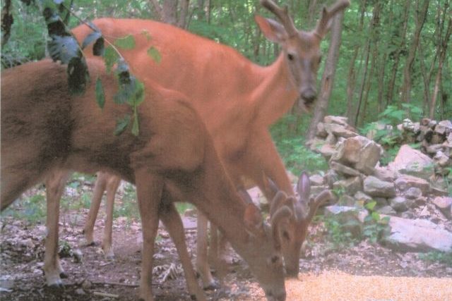 LOTS OF WILDLIFE. GREAT BUY FOR FAMILY OR GROUP